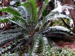 Encephalartos paucidentatus glossy arching leaves 