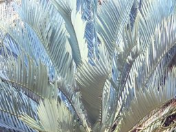 Encephalartos princeps leaves