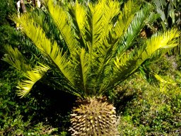 Encephalartos senticosus  