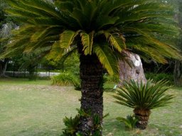 Encephalartos 