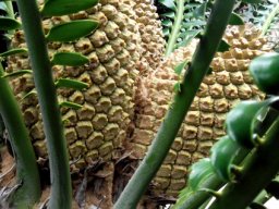 Encephalartos transvenosus young female cones