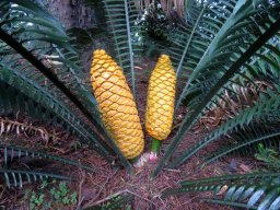 Encephalartos villosus female cones, shiny leaves