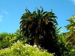 Encephalartos woodii, tree without a wife 