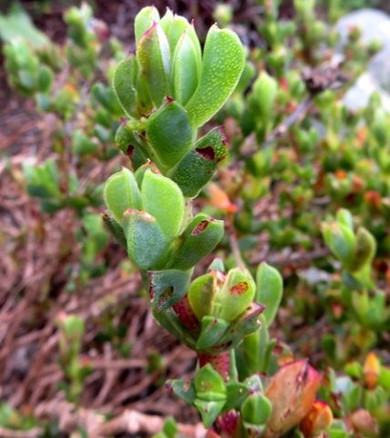 Erepsia forficata 