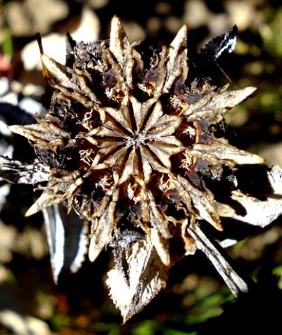 Erepsia lacera fruit capsule