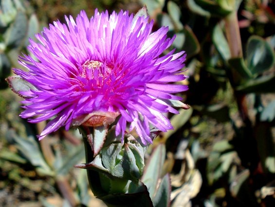 Erepsia lacera flower