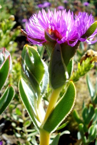 Erepsia lacera flower from the side