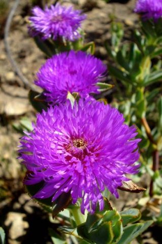 Erepsia lacera flowers