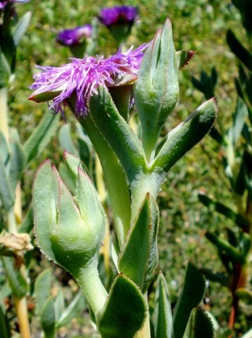 Erepsia lacera buds