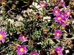 Erepsia bracteata