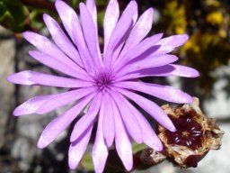 Erepsia inclaudens flower