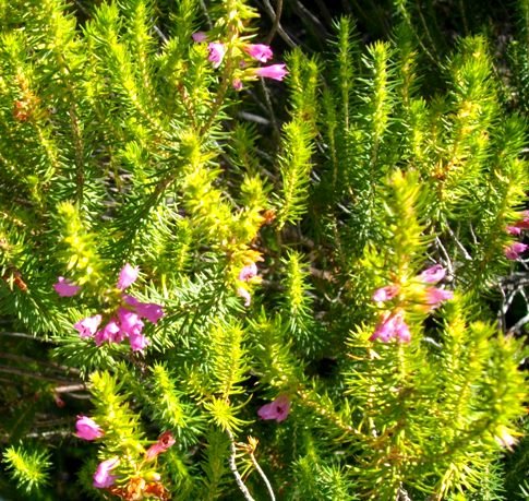 Erica abietina subsp. constantiana