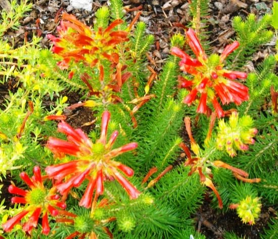 Erica abietina subsp. abietina
