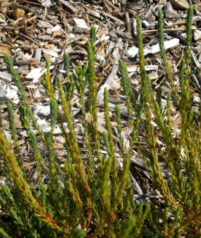 Erica albens var. albens