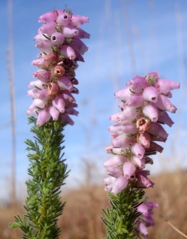 Erica alopecurus flowers
