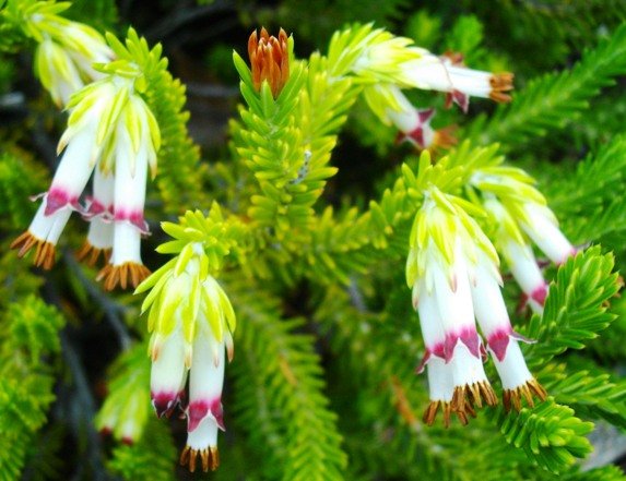 Erica banksii subsp. purpurea