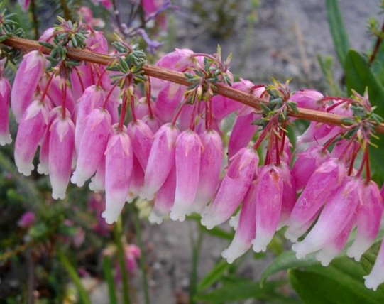 Erica baueri two-toned flowers
