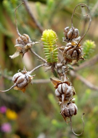 Erica baueri releasing seed