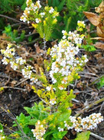 Erica bolusiae