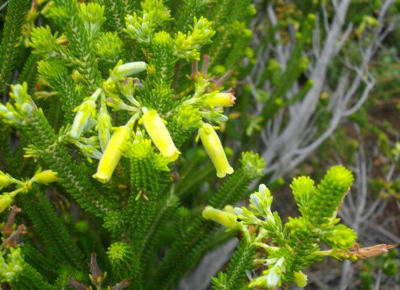 Erica brachialis