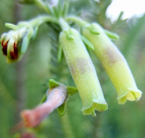 Erica brachialis corolla tubes