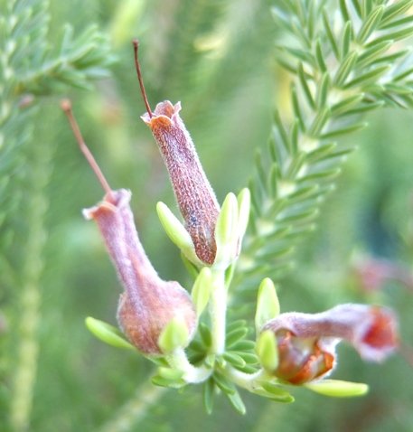 Erica brachialis ovary bursting from its corolla