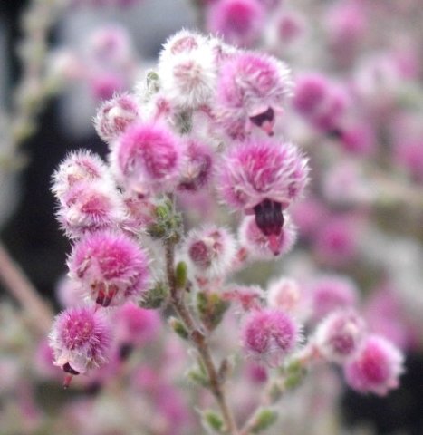 Erica bruniades white and pink hairs 
