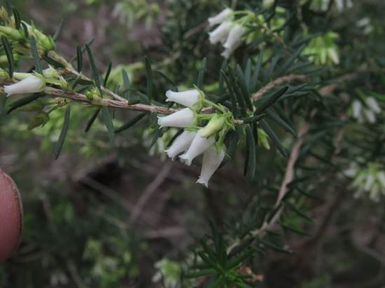 Erica afra flowers