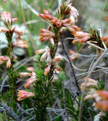 Erica afrorum var. afrorum