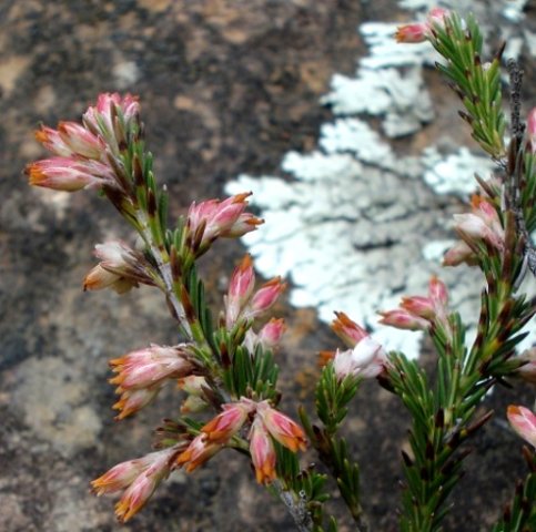 Erica afrorum var. afrorum old flowers