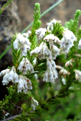 Erica afrorum var. afrorum flowering