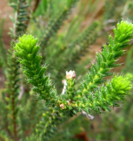 Erica cerinthoides leaves