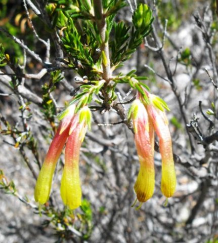 Erica curviflora
