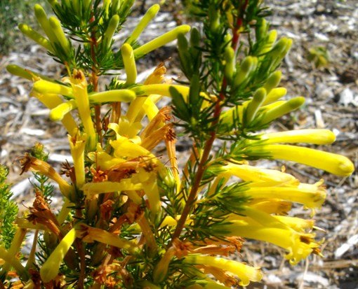 Erica curviflora flowering yellow