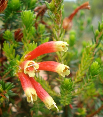 Erica densifolia flower cluster