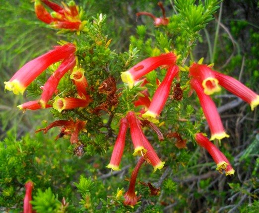 Erica densifolia