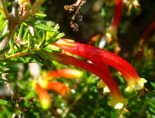 Erica discolor flowers