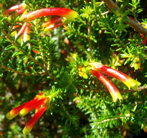 Erica discolor shiny tubes