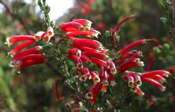 Erica discolor red and purple