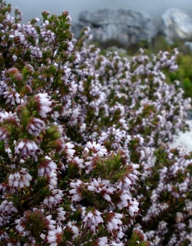 Erica ericoides on Table Mountain
