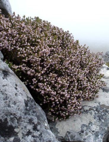 Erica ericoides