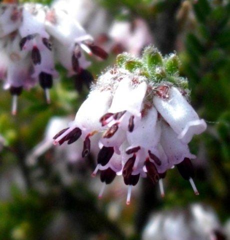 Erica ericoides flower cluster