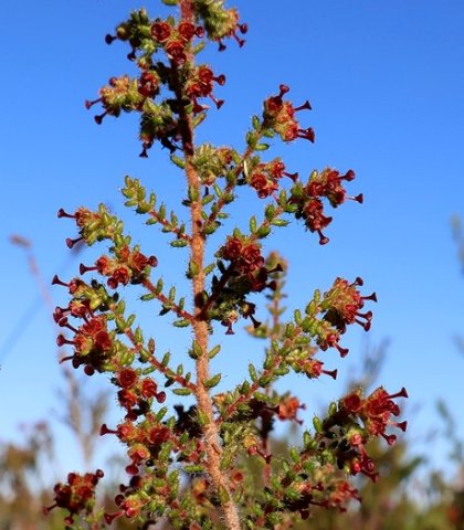 Erica exleeana