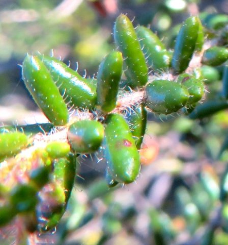 Erica glandulosa subsp. fourcadei leaves