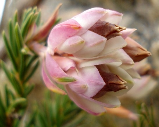 Erica glauca var. elegans flowers