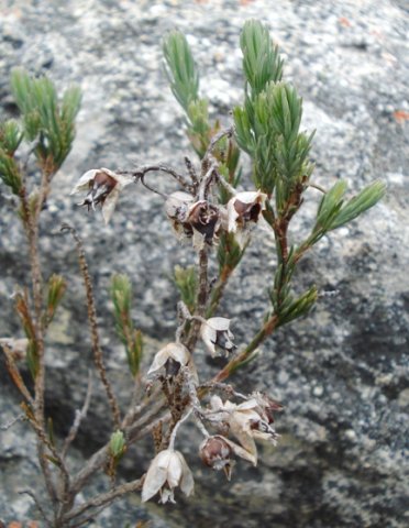 Erica glauca var. elegans storing seed