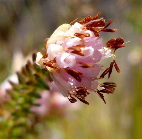 Erica globiceps subsp. consors flowers