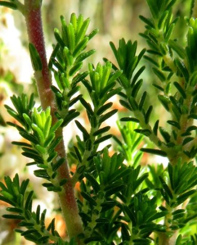 Erica glomiflora var. glomiflora leaves