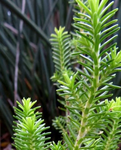 Erica halicacaba leaves from the side