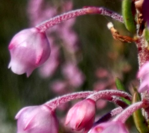 Erica irregularis flowers